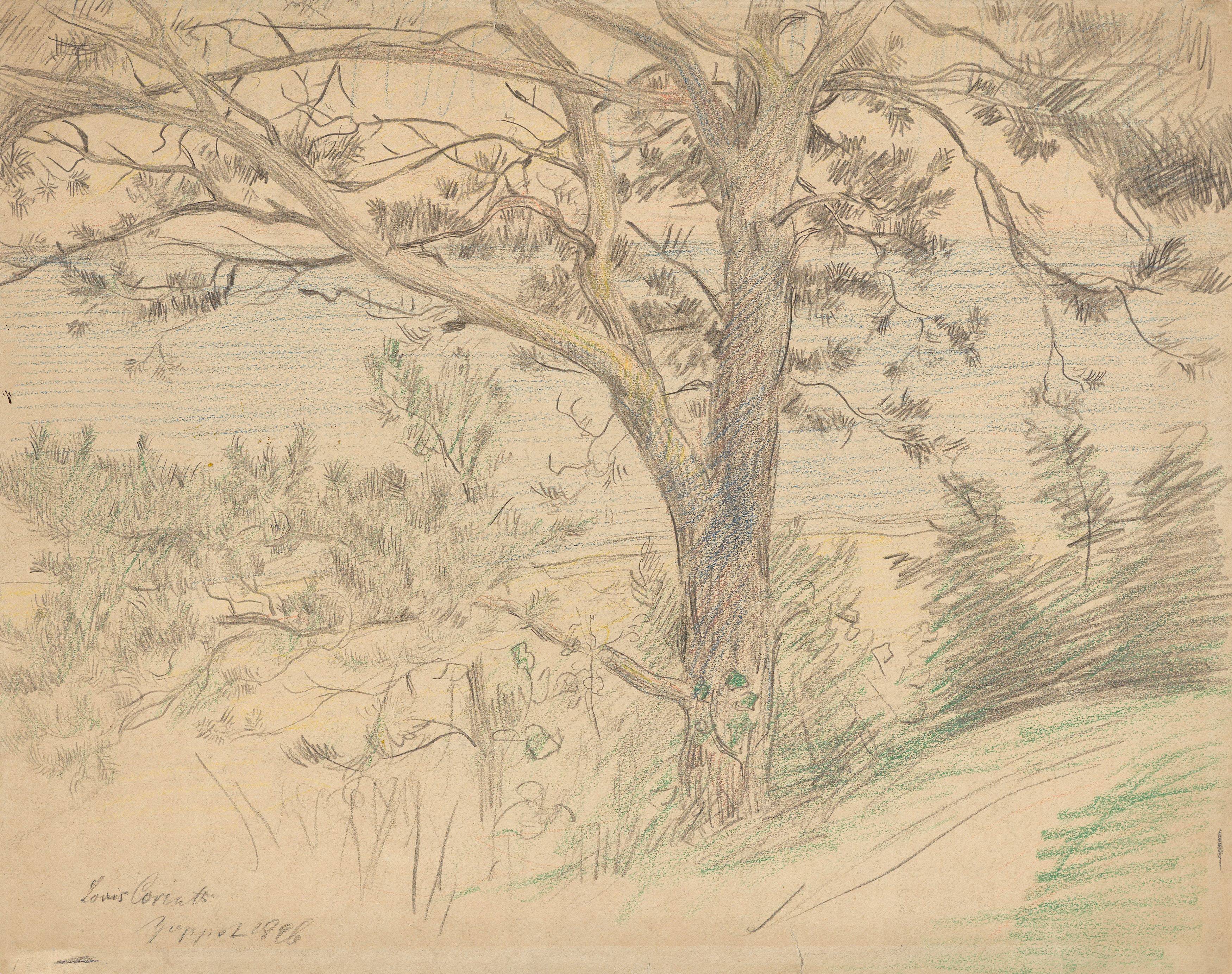 This picture shows the following artwork: Lovis Corinth. Strandkiefer an der Ostseeküste bei Zoppot (Beach pine on the Baltic Sea coast near Sopot). 1896.