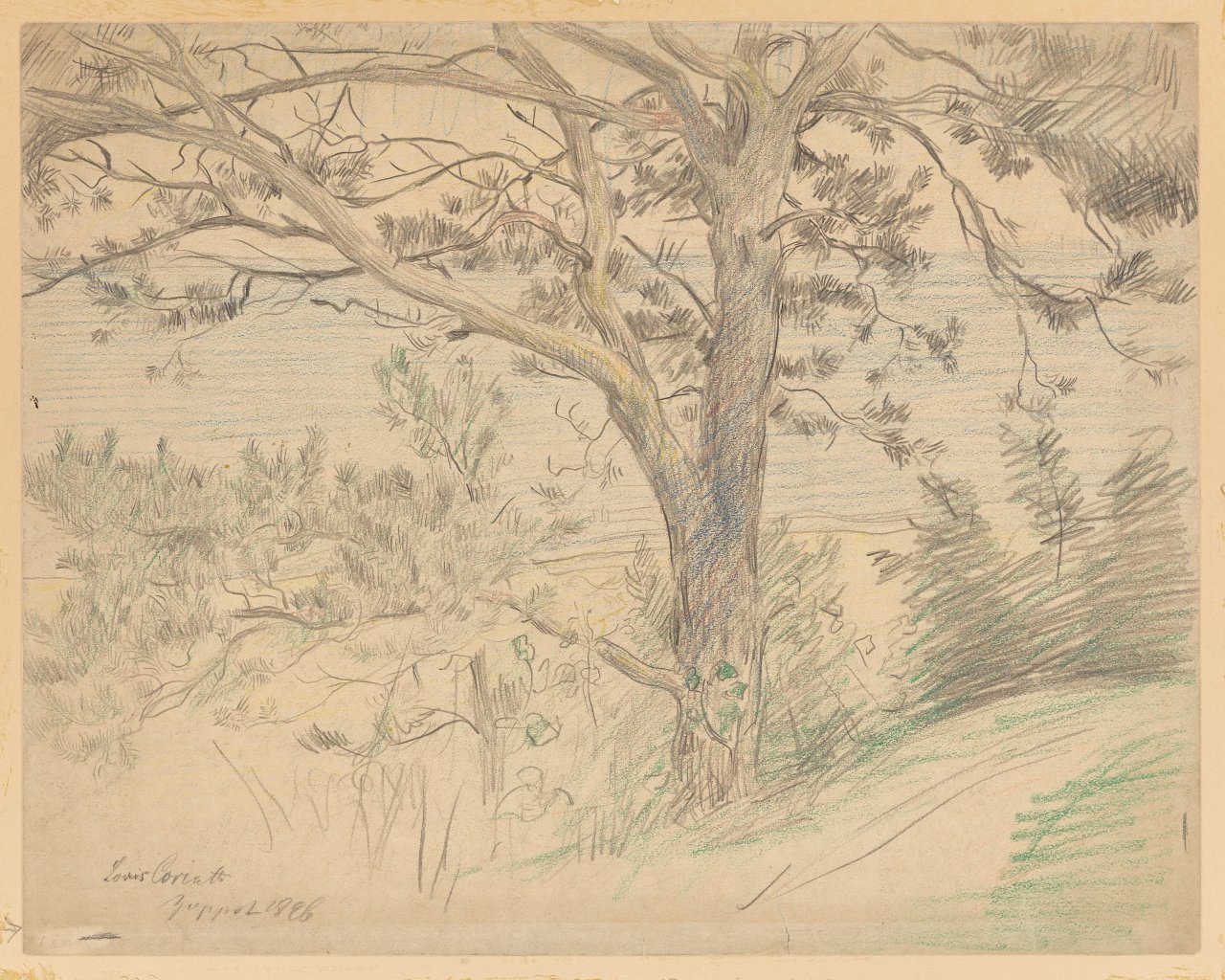 This picture shows the following artwork: Lovis Corinth. Strandkiefer an der Ostseeküste bei Zoppot (Beach pine on the Baltic Sea coast near Sopot). 1896.